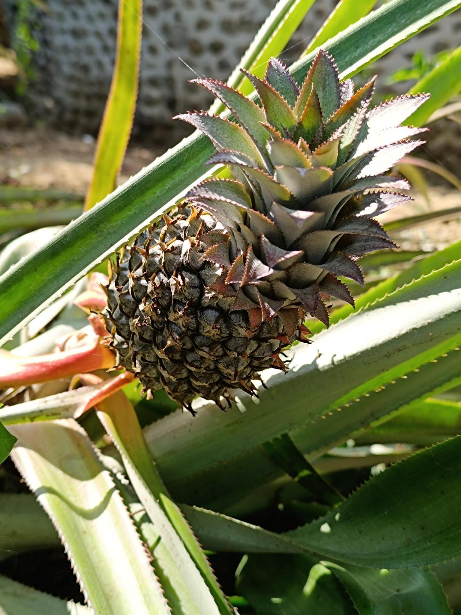 El Paraiso De Carmen Palomino Zewnętrze zdjęcie